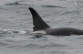 Male Orca